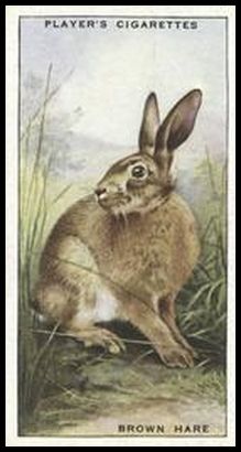 22 Brown Hare